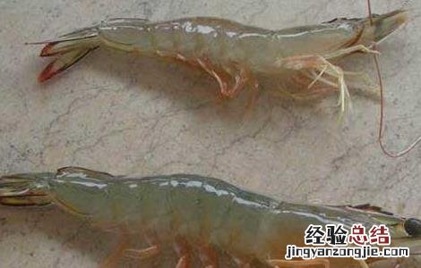 海虾养殖技术 海虾养殖技术视频