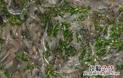 河虾养殖技术 河虾养殖技术(河虾如何养