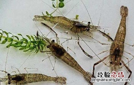 河虾养殖技术 河虾养殖技术(河虾如何养