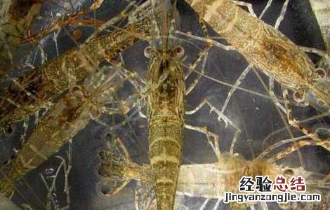 河虾养殖技术 河虾养殖技术(河虾如何养