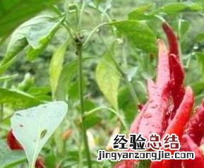 朝天椒的营养价值与功效 朝天椒有什么营养价值