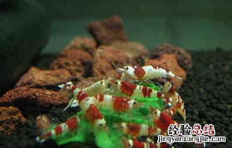 水晶虾的养殖技术 水晶虾养殖技术