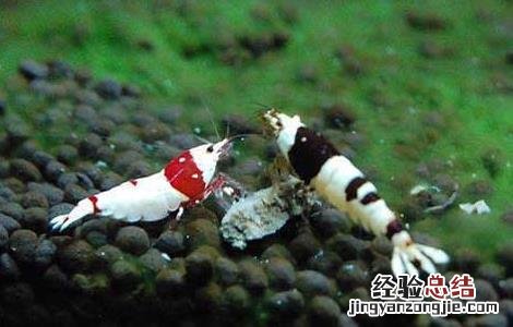 水晶虾的养殖技术 水晶虾养殖技术