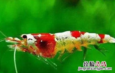 水晶虾的养殖技术 水晶虾养殖技术