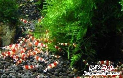 水晶虾的养殖技术 水晶虾养殖技术