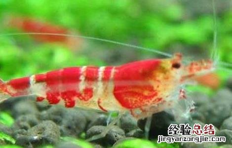 水晶虾的养殖技术 水晶虾养殖技术