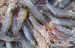 南美白对虾淡水养殖技术资料视频 南美白对虾淡水养殖技术