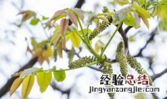 核桃树上的花能吃吗 核桃树上花能吃吗?怎么吃?