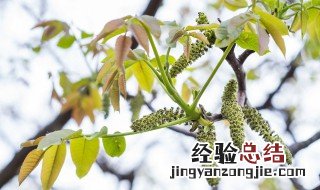 核桃树上的花能吃吗 核桃树上花能吃吗?怎么吃?