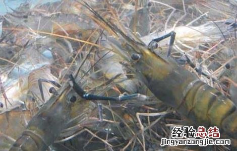 南美白对虾饲料配置 南美白对虾饲料配置表