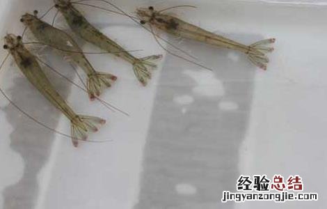 南美白对虾饲料配置 南美白对虾饲料配置表