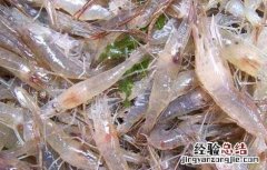 中国对虾养殖技术 中国对虾养殖技术发展