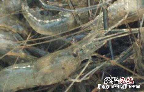 中国对虾养殖技术 中国对虾养殖技术发展
