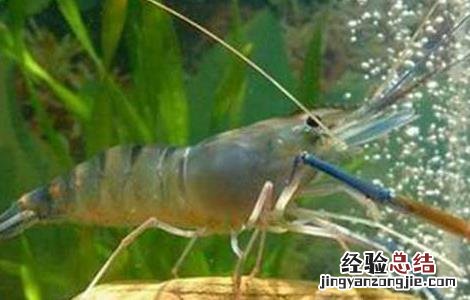 对虾养殖的成本控制 对虾的养殖成本及效益