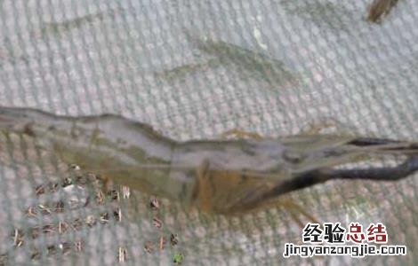对虾养殖的成本控制 对虾的养殖成本及效益