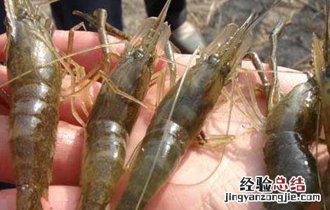 对虾养殖的成本控制 对虾的养殖成本及效益