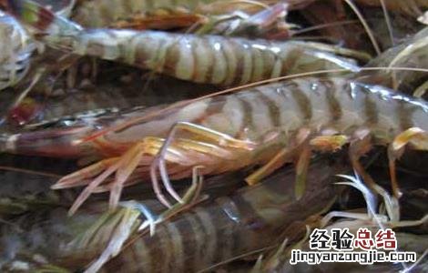 对虾养殖的成本控制 对虾的养殖成本及效益