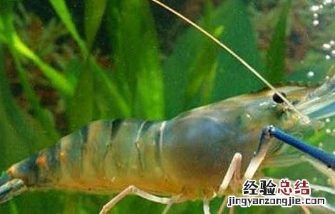 对虾养殖的成本控制 对虾的养殖成本及效益