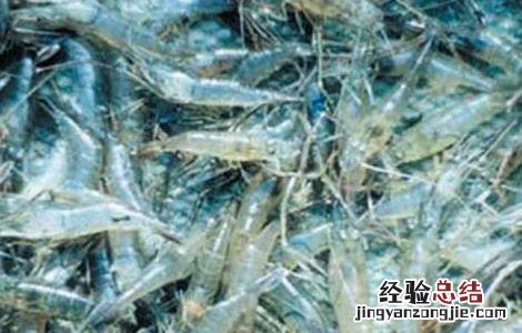 对虾养殖的成本控制 对虾的养殖成本及效益