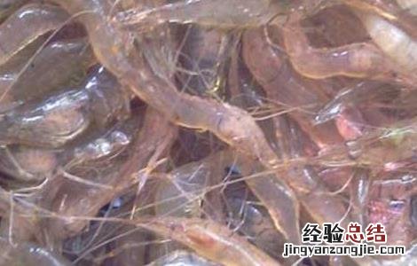 青虾鱼虾混养技术 虾鱼混养最新技术