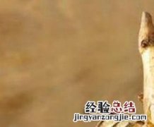洋姜的功效与作用 洋姜的功效与作用及副作用