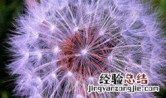 紫色蒲公英的传说 紫色蒲公英真实图片