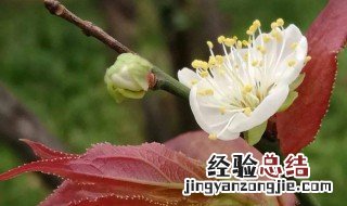 海棠花的历史故事 海棠花的传说故事