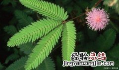 含羞草的传说故事 含羞草的传说