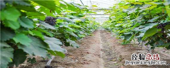 这个中原地区种植葡萄 中原地区种植葡萄
