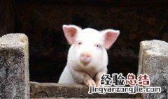 猪圈一般盖在什么方位 猪圈一般盖在什么方位呢