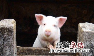 猪圈一般盖在什么方位 猪圈一般盖在什么方位呢