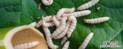 竹粉虫怎么除掉 竹粉虫的防治