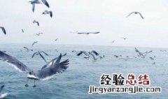 描写海鸥的优美句子 关于海欧的唯美句子