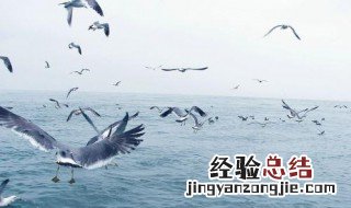 描写海鸥的优美句子 关于海欧的唯美句子