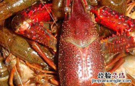 淡水龙虾养殖成本 养殖龙虾投资成本