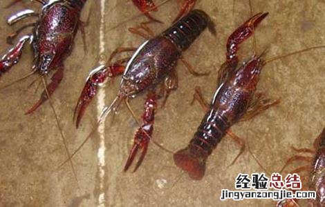 澳洲淡水龙虾养殖技术 澳洲淡水龙虾养殖技术视频