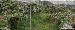 大棚樱桃种植管理技术详解，大棚樱桃施肥方案