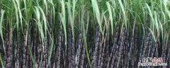 甘蔗的种植时间与方法 甘蔗种植时间和方法，如何管理
