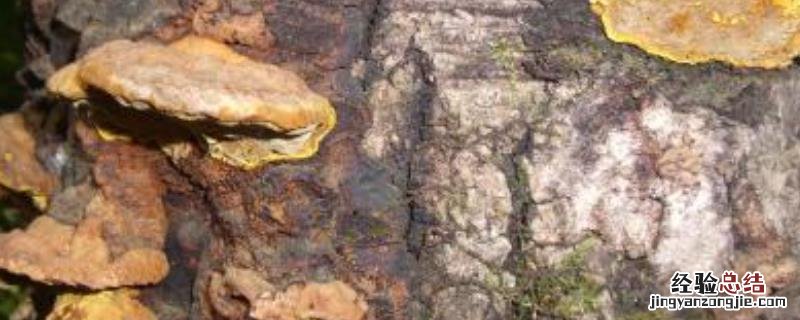 种植桑黄技术,附种植利润和风险 种植桑黄有什么风险