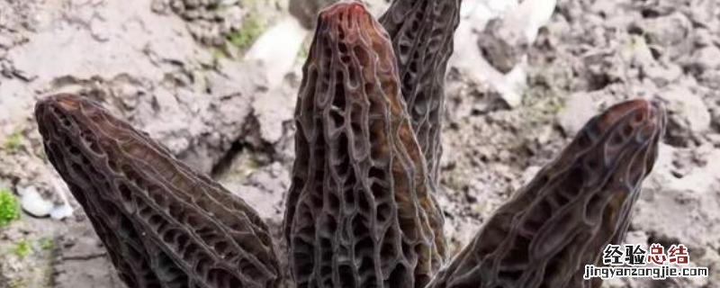 种植羊肚菌一亩地要多少成本,种植前景如何