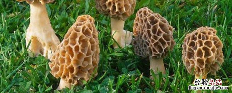 羊肚菌菌丝会不会冻死,什么时候打催菇水