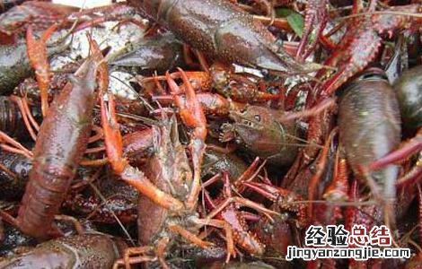 小龙虾吃什么食物长大 小龙虾吃什么食物