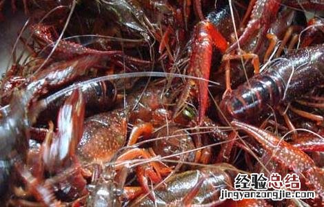 小龙虾吃什么食物长大 小龙虾吃什么食物