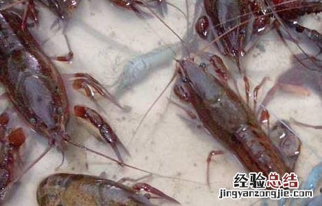 小龙虾吃什么食物长大 小龙虾吃什么食物