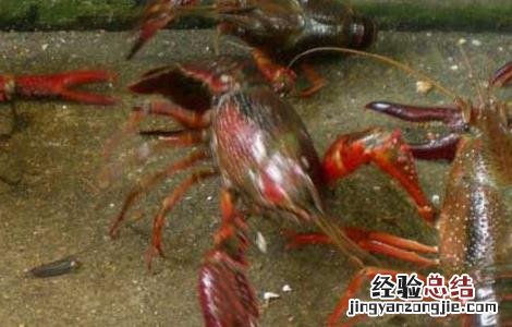 小龙虾吃什么食物长大 小龙虾吃什么食物