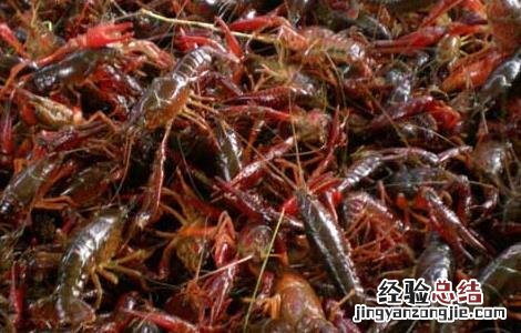 龙虾养殖常见误区 养殖小龙虾的缺点