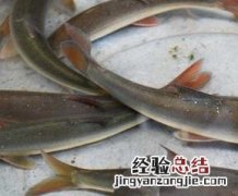 弓鱼的功效与作用及禁忌 弓鱼的功效与作用