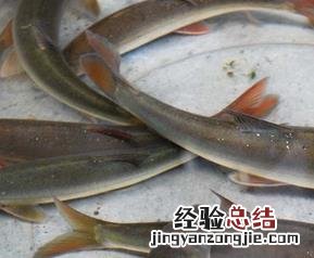 弓鱼的功效与作用及禁忌 弓鱼的功效与作用