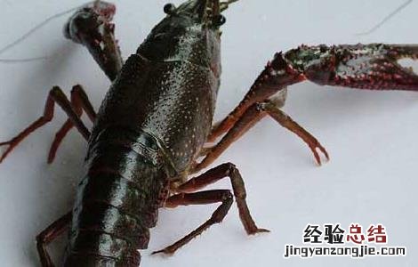 如何清除龙虾池杂物 养虾池怎么清除底部杂物