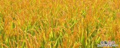 种子萌发时自由水与结合水的比值，从种子到米饭的全过程